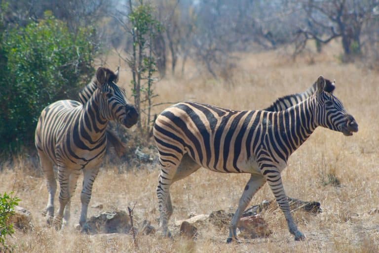Zebras in the Kruger