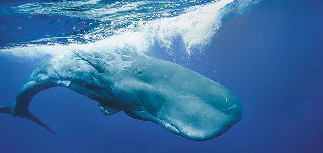 wild sperm whale