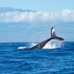Los mejores lugares para la observación y avistamiento de ballenas