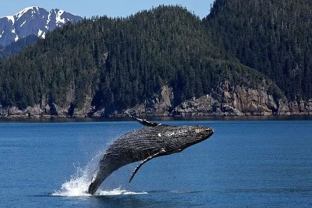 Humpback Whale forest