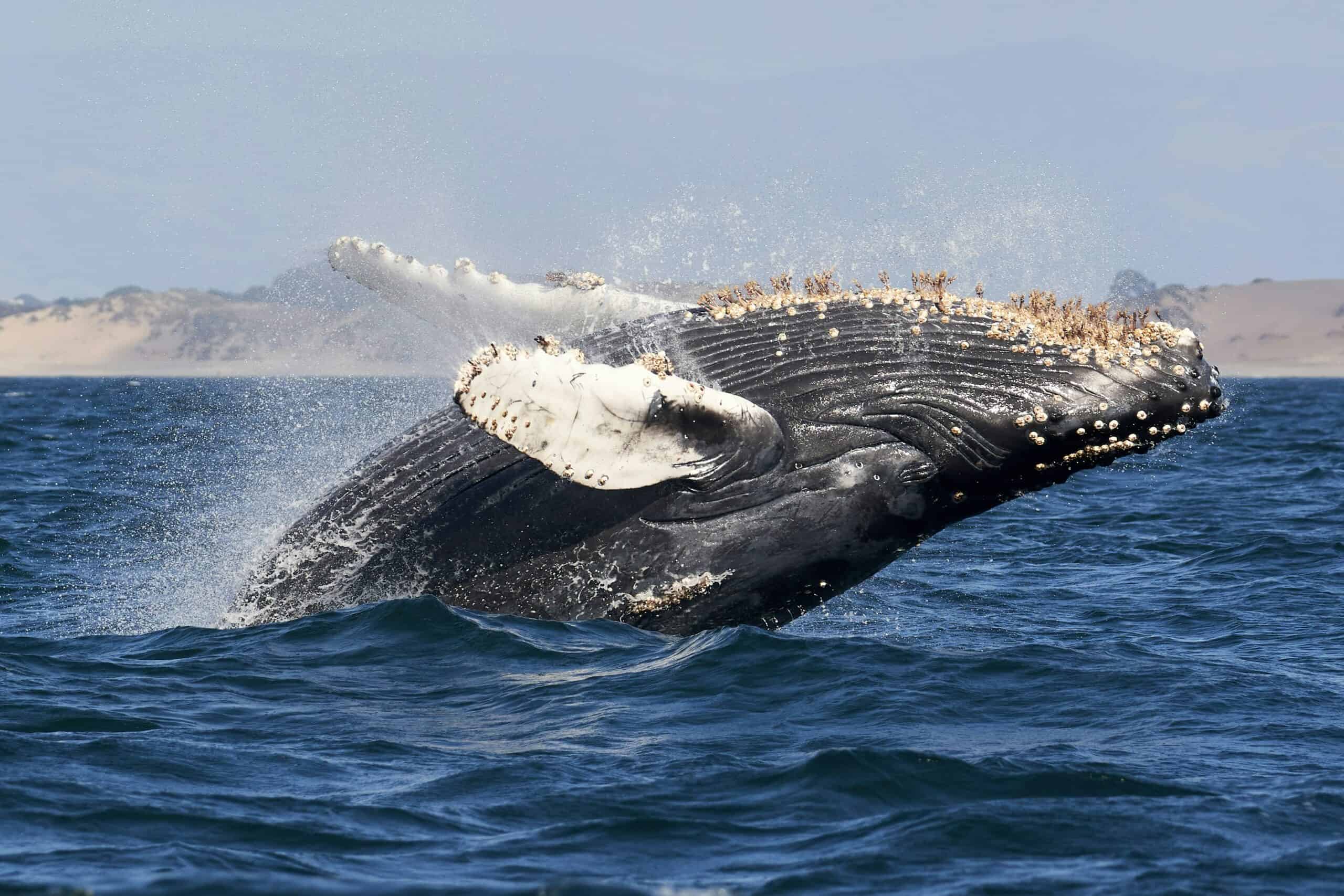 humpback whale