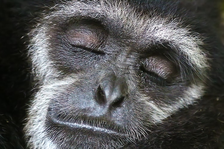 primate sleeping