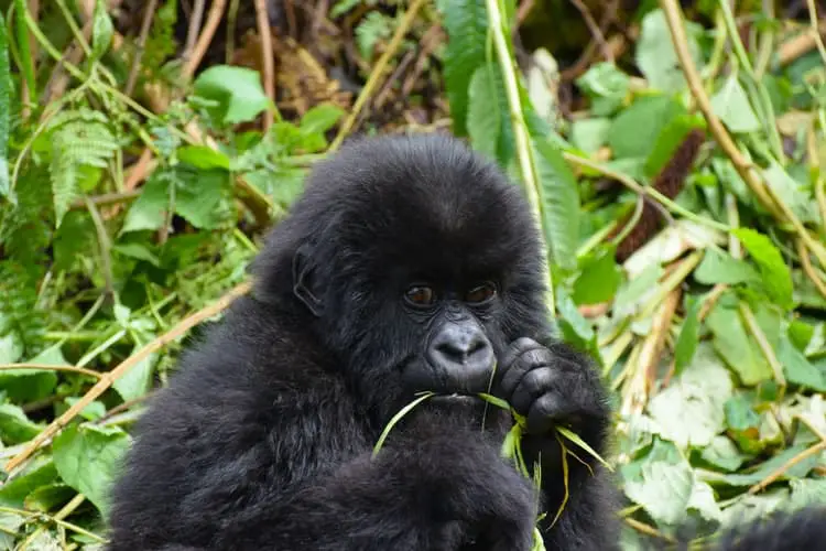 gorilla baby primates
