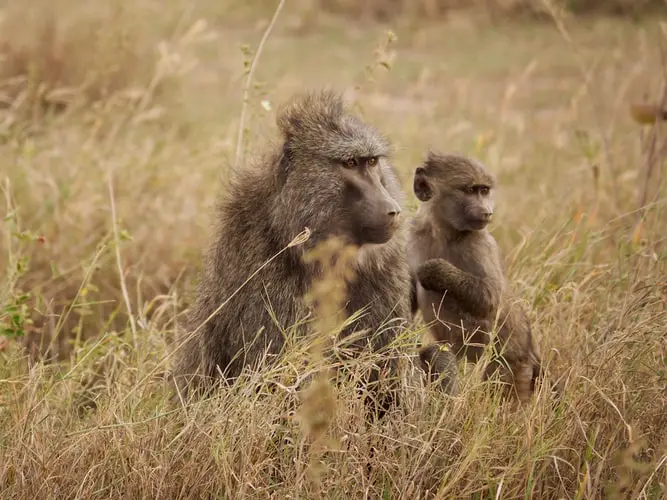 Cape Chacma baboon primates