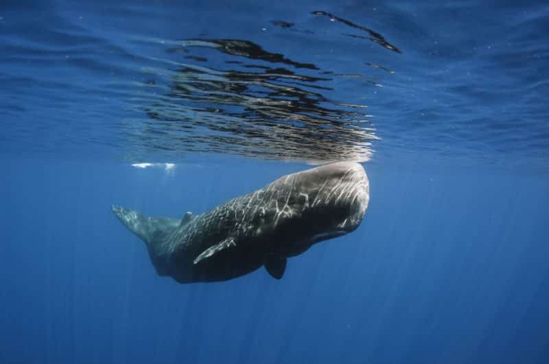 10 Underwater Animals