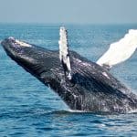 The Best Places to See Humpback Whale