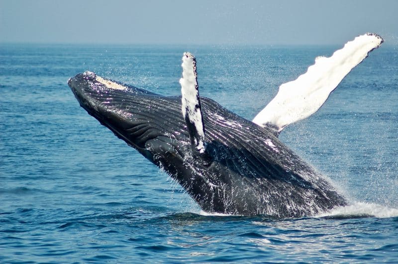 humpbackwhale animals in costa rica