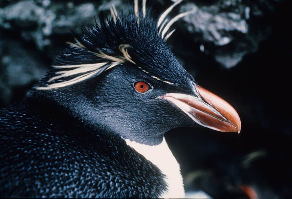 eastern rockhopper penguin