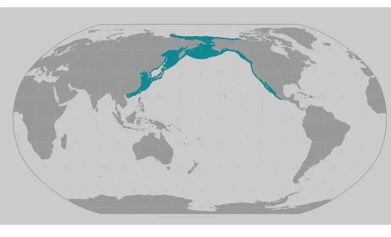 eine Karte, die zeigt, wo man Grauwale sehen kann