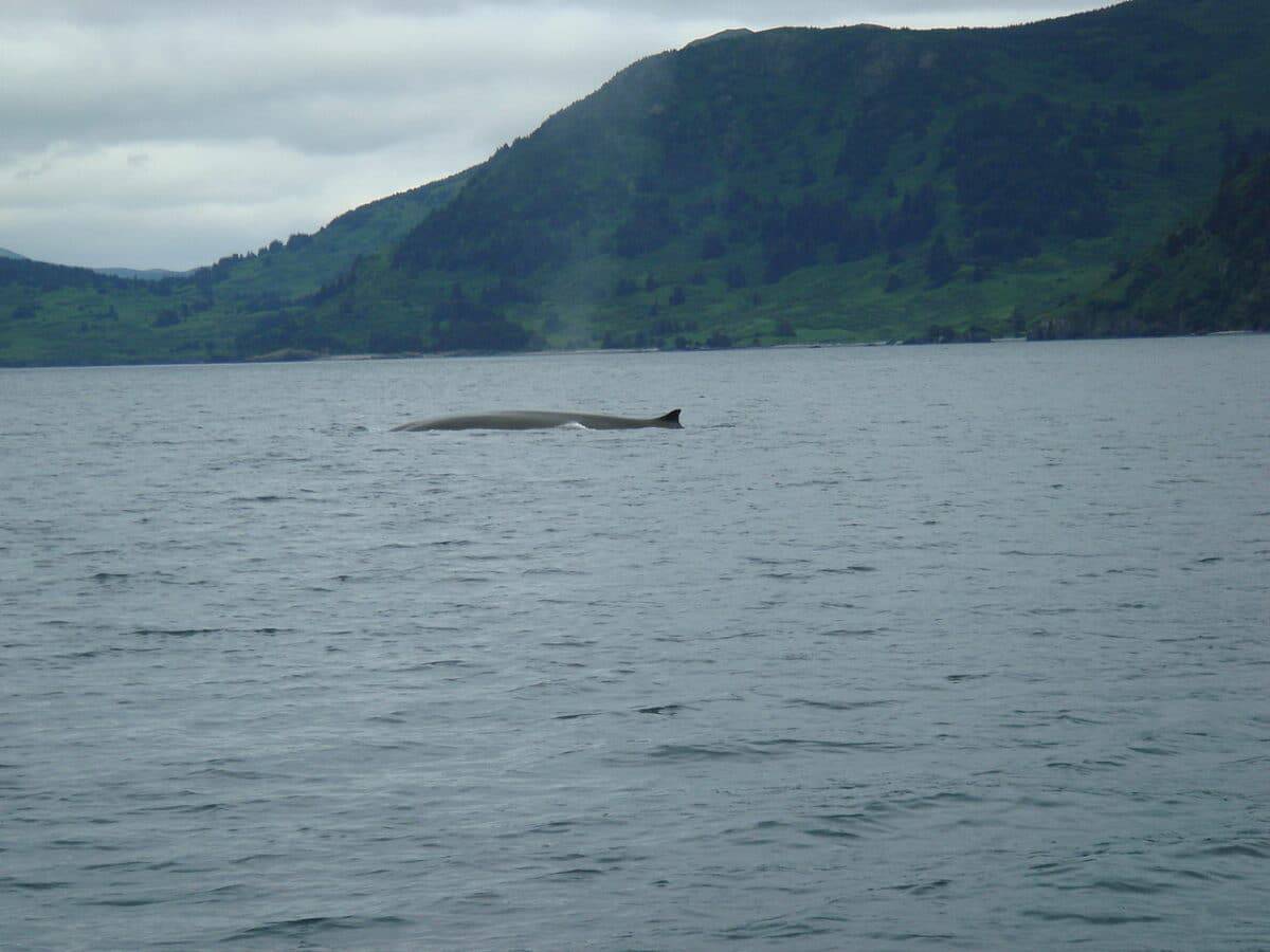 fin whale open sea