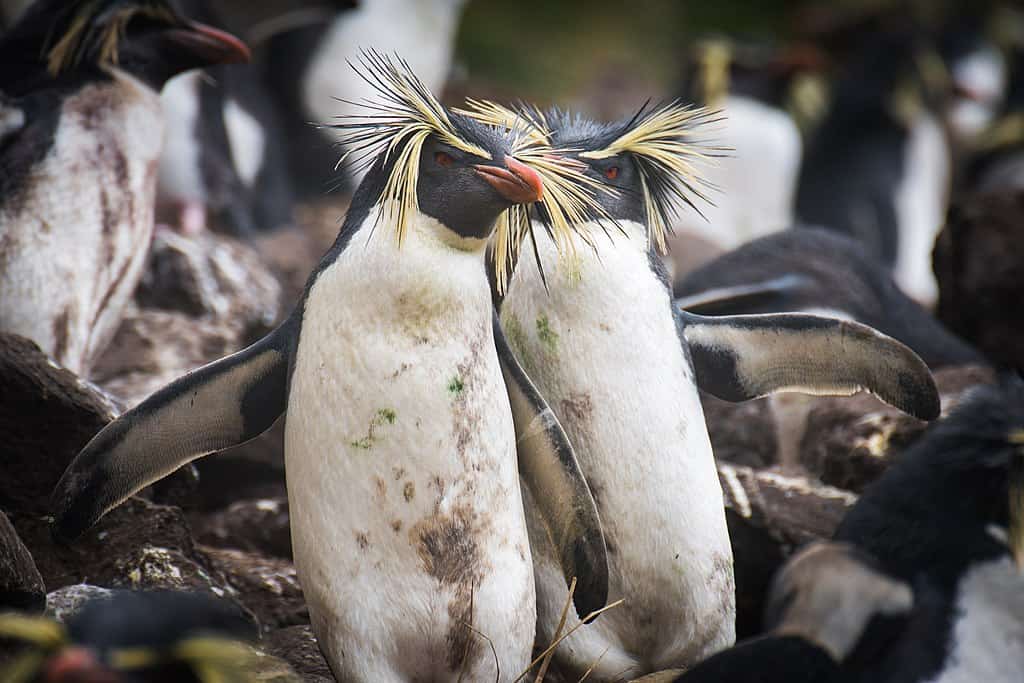 Northern rockhopper penguin