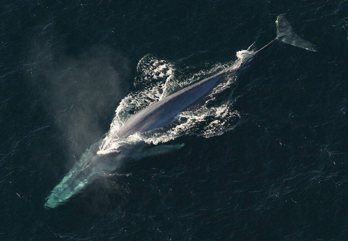 adult blue whale