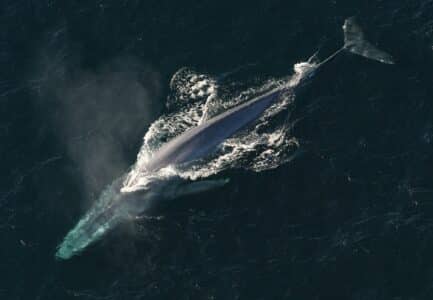 Why a Single Blue Whale Can Reshape an Entire Ecosystem