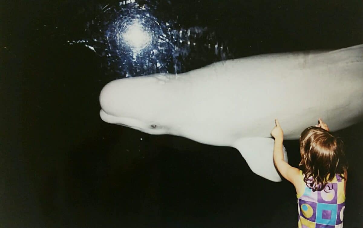 Beluga whales are sentive  to hearing 