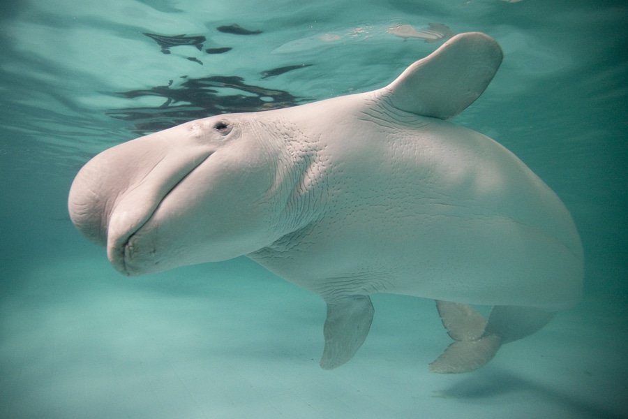 beluga white whale