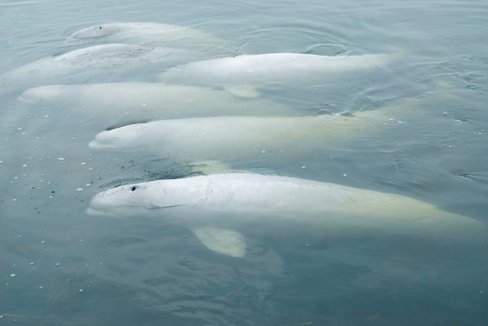 beluga whale population