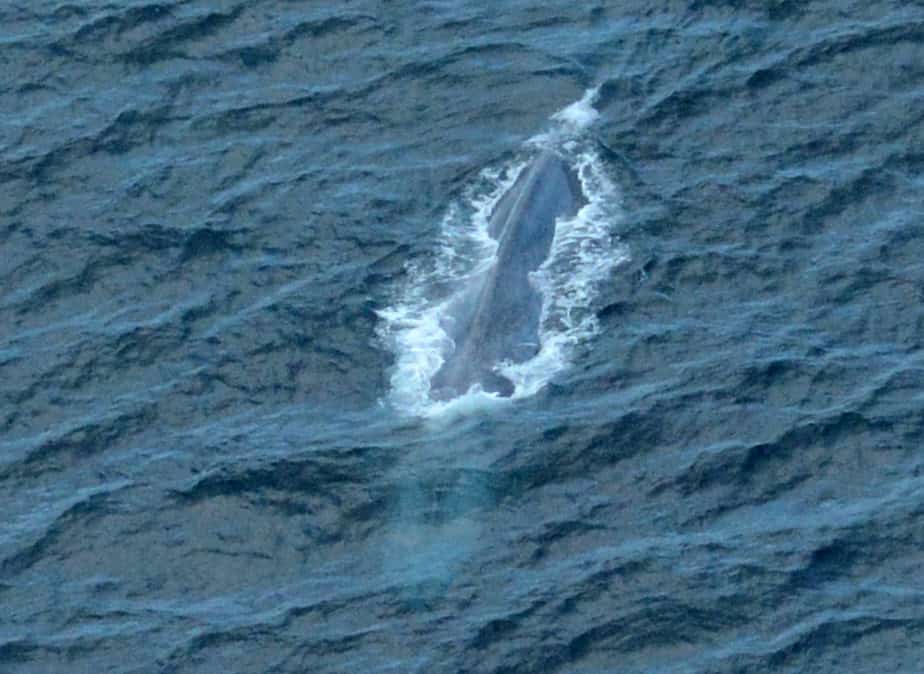 Blue whale in southern California 