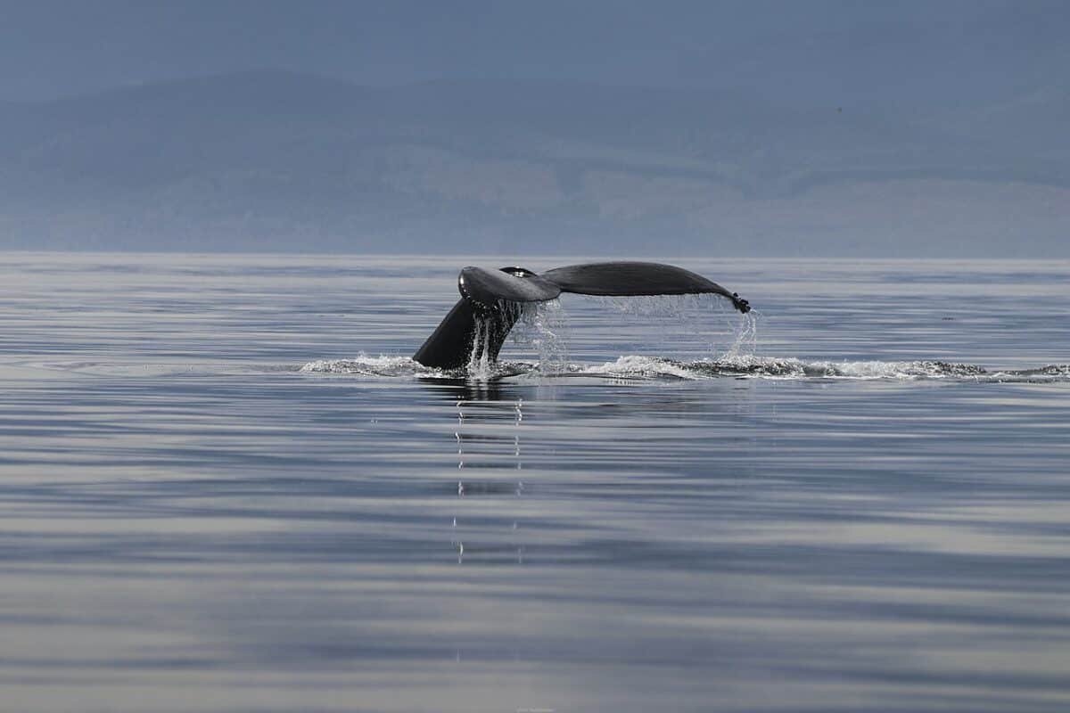 fin whale canada