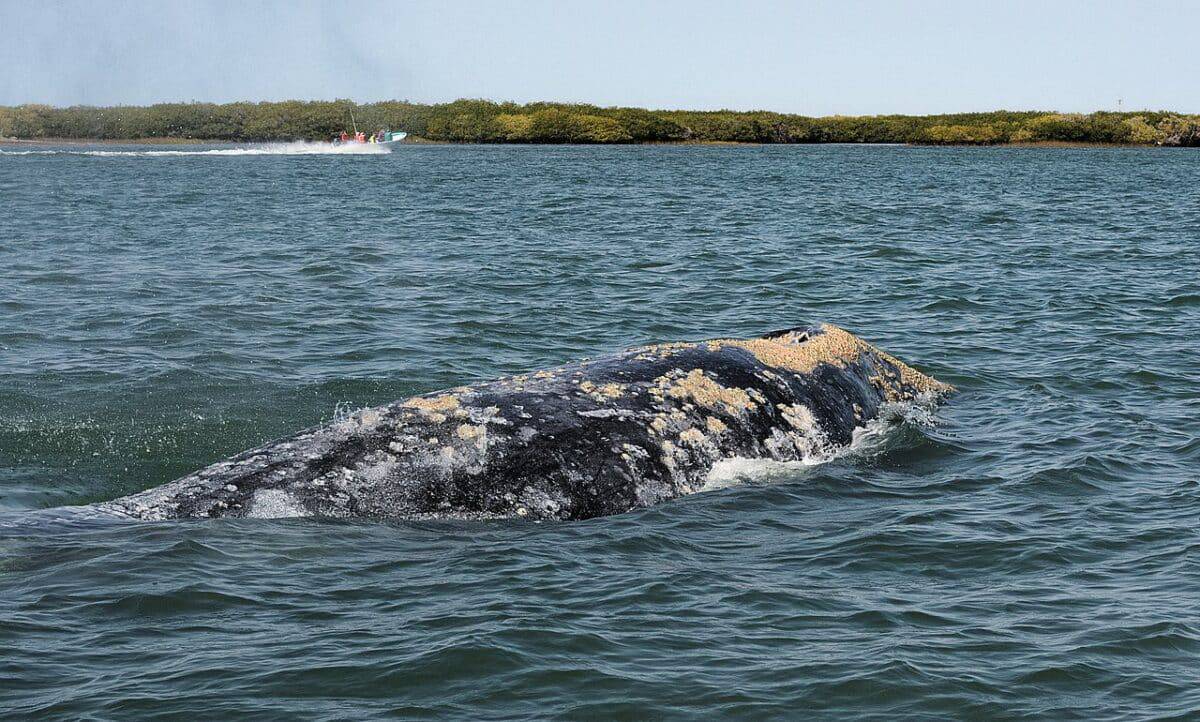 whale