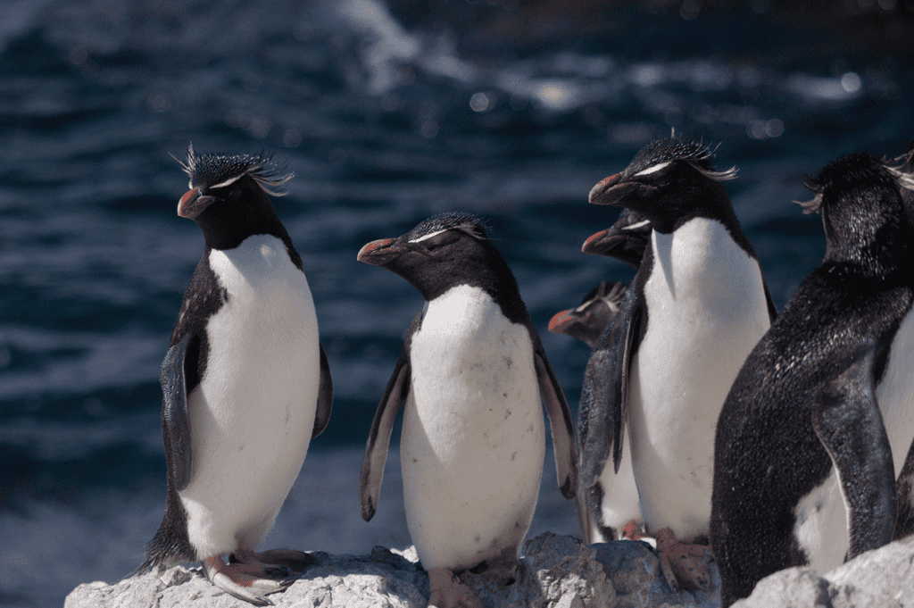 southern rockhopper penguins
