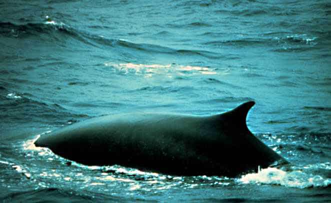 Fin whale surfacing in Ocean