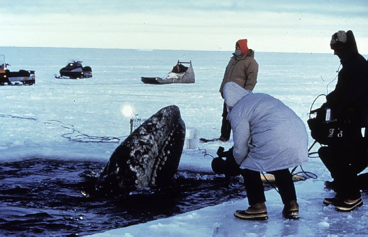 Whale came up to the surface of the water