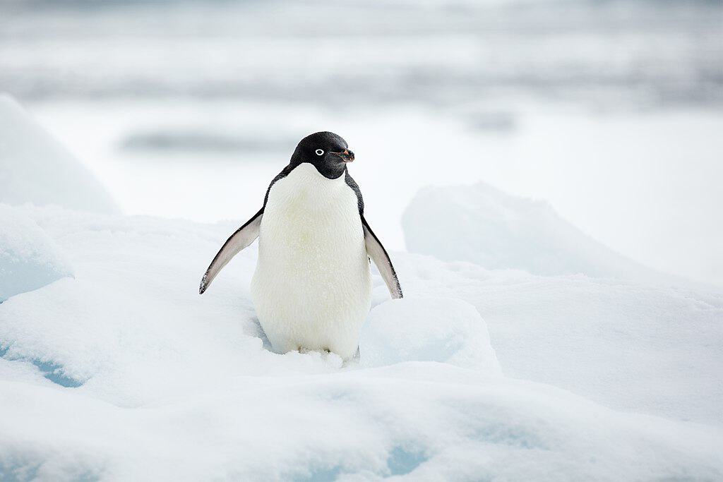adelie penguin
