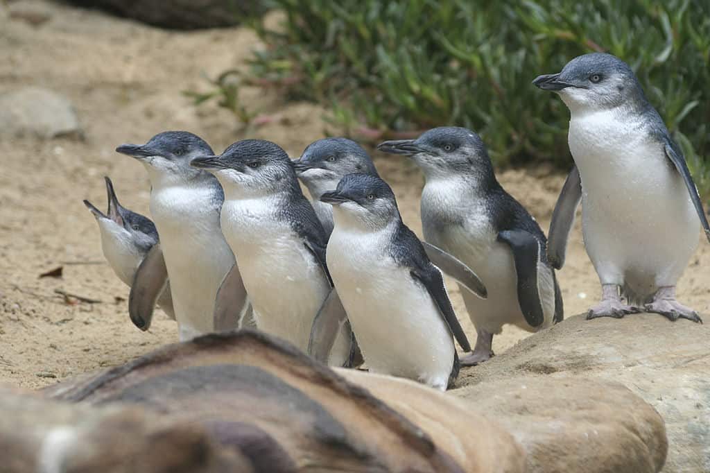 fairy penguins 