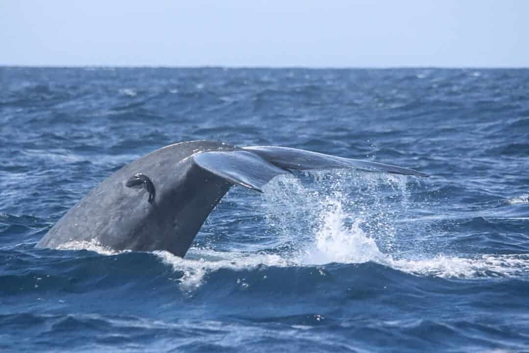 Het grootste dier ter wereld - Dieren over de hele wereld