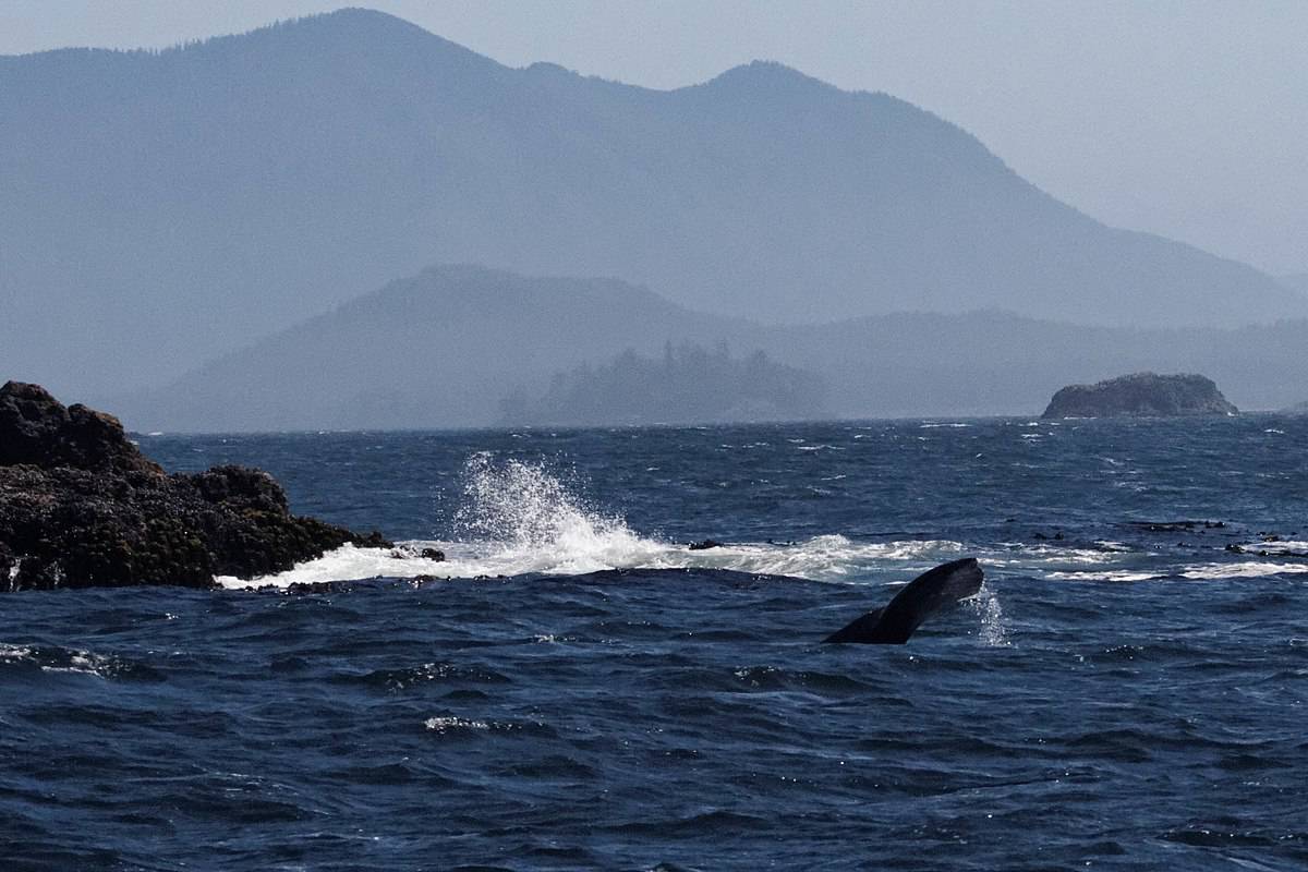 gray whale