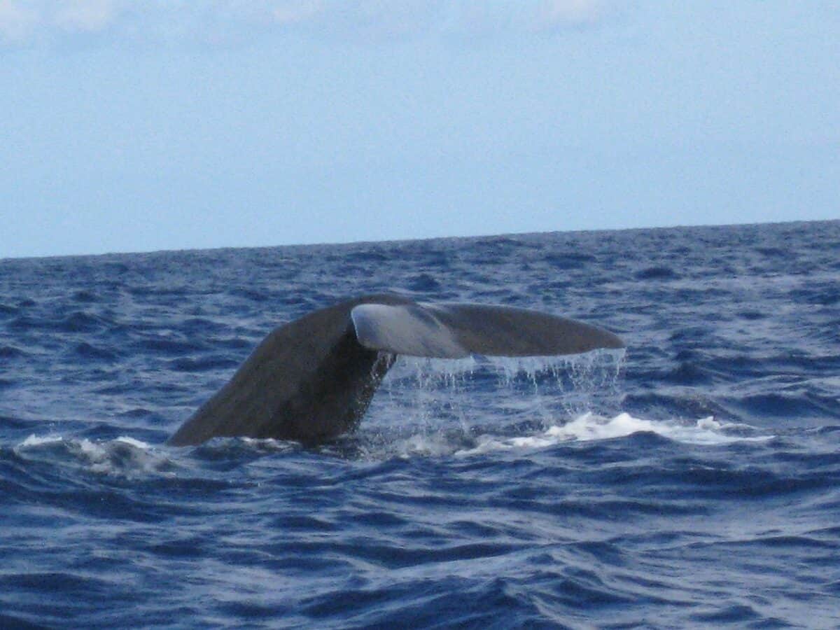 Whales fluke can be seeing 