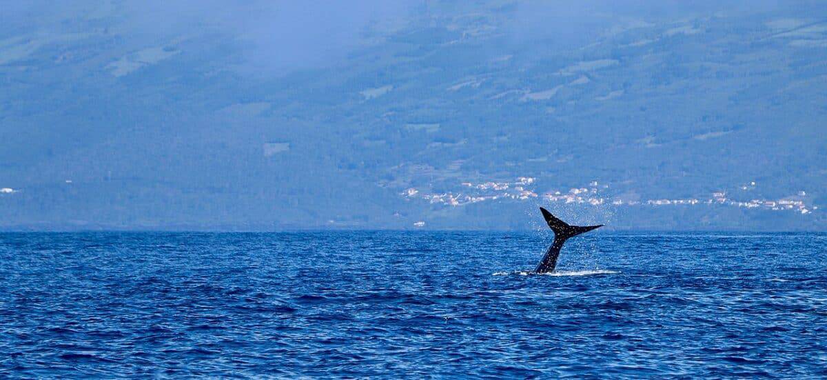 whale azores