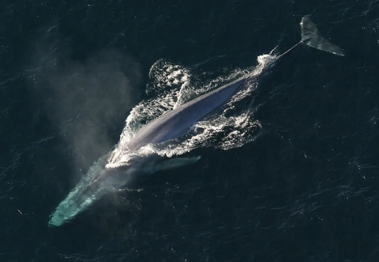 blue whale from above