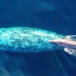 Where to see Gray Whales