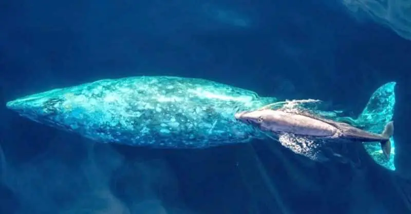 Gray whale with baby