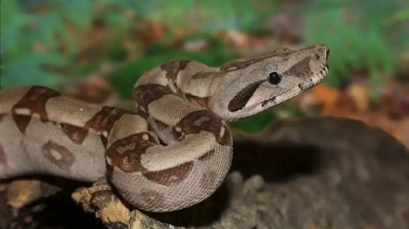 serpientes boa constrictor de árbol de jardín
