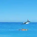 Avistamientos de ballenas azules