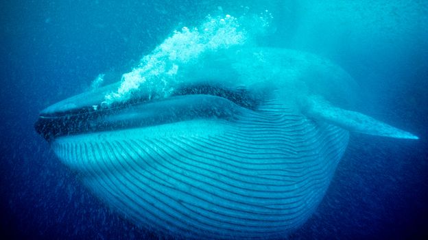 Blauwal der sich von Krill ernährt