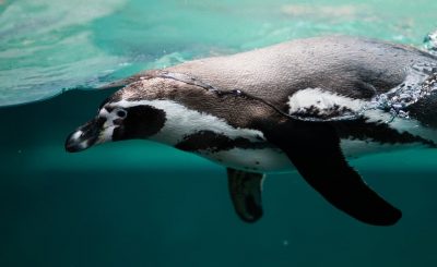 pingüino en el ártico