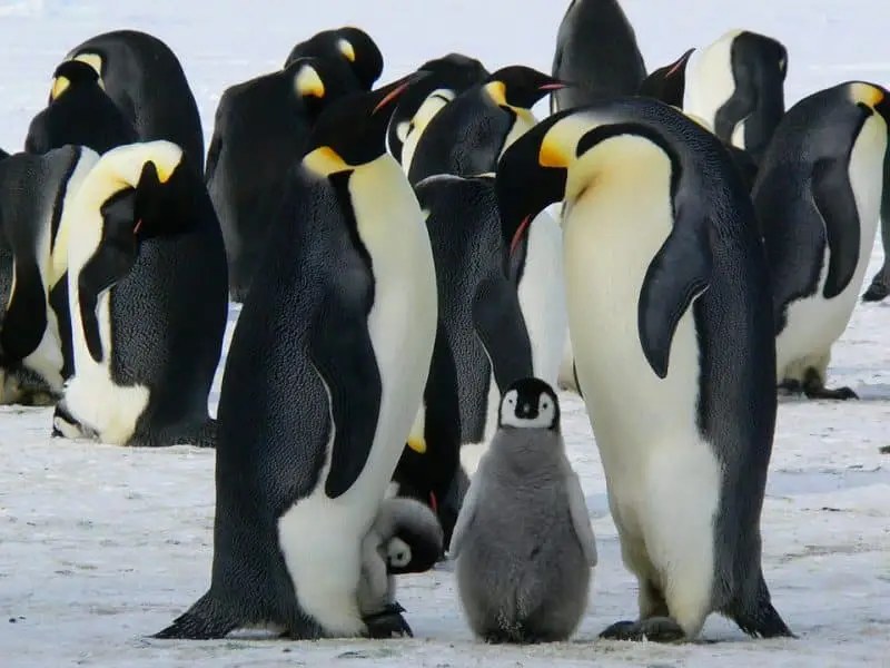 donde ver a los pingüinos rey y emperador antártico