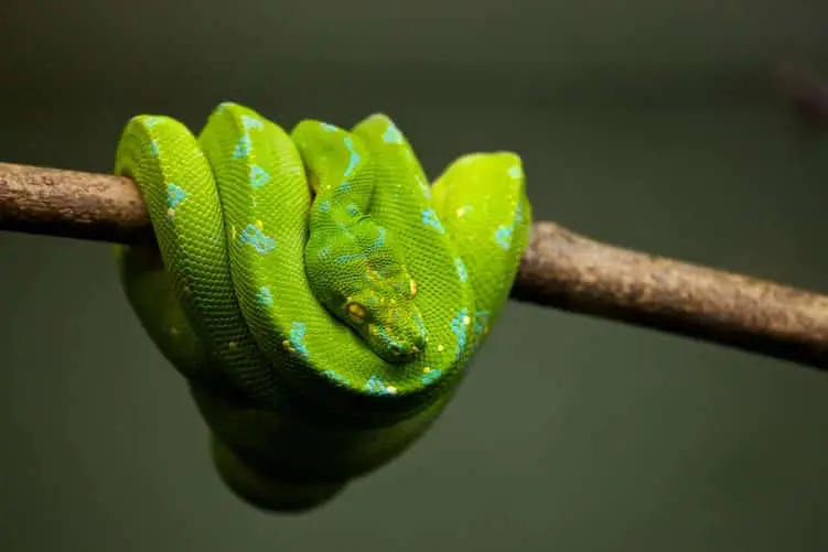 Smaragdbaum-Boa-Constrictor-Schlangen