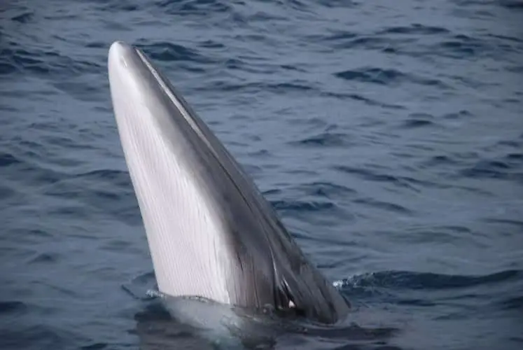 juvenile fin whale