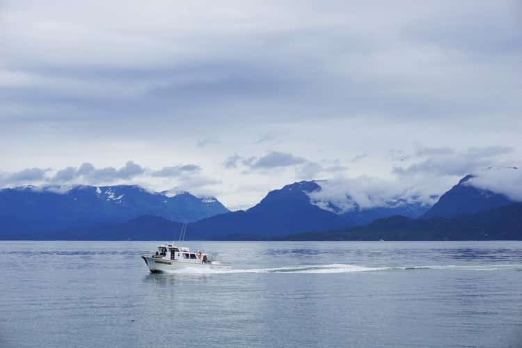 donde ver las ballenas grises en Alaska