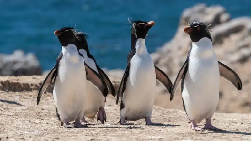 donde ver pingüinos saltamontes