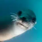 Nadar con focas y leones marinos: Los 5 mejores destinos