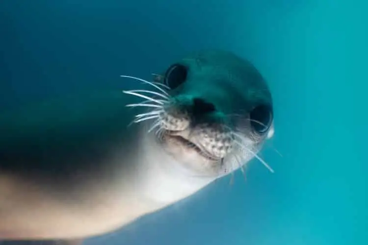 seal in the ocean