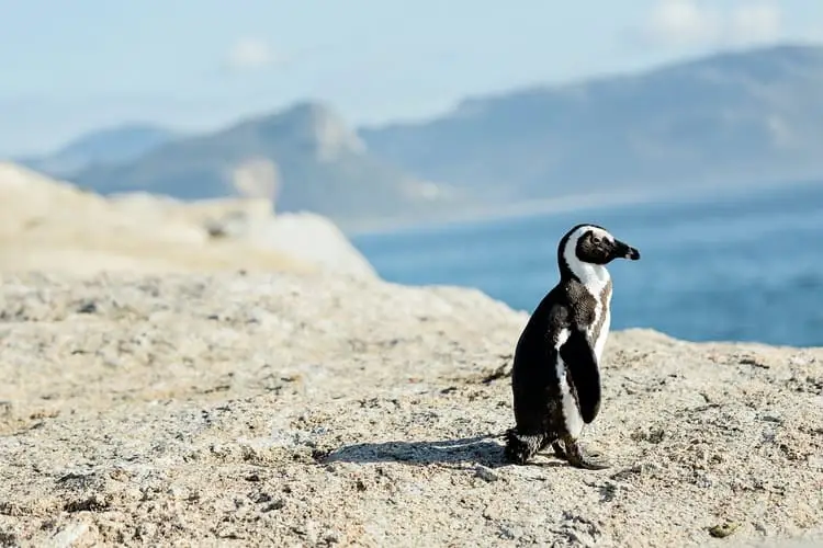 donde ver pingüinos africanos