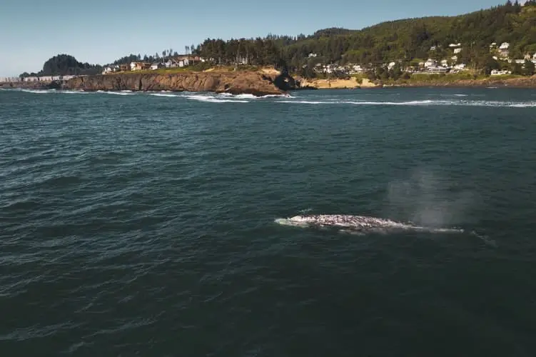 wo man Grauwale in Oregon sehen kann