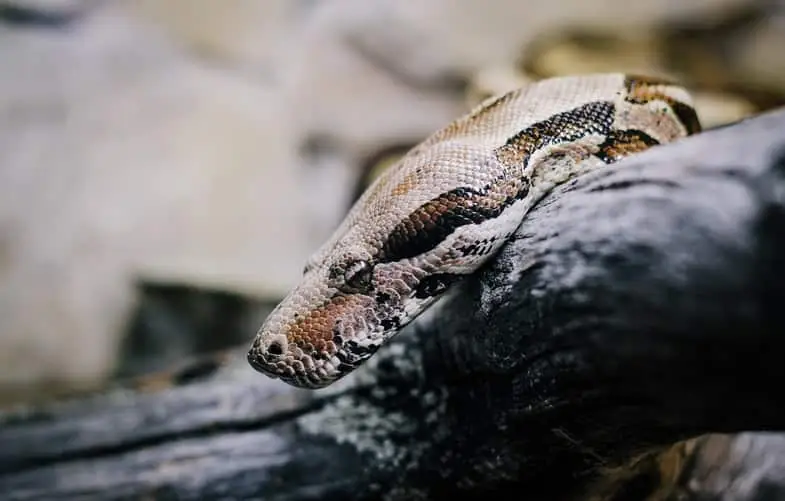 serpientes anaconda boa constrictor