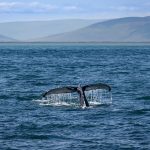Top 5 Places to See Fin Whales